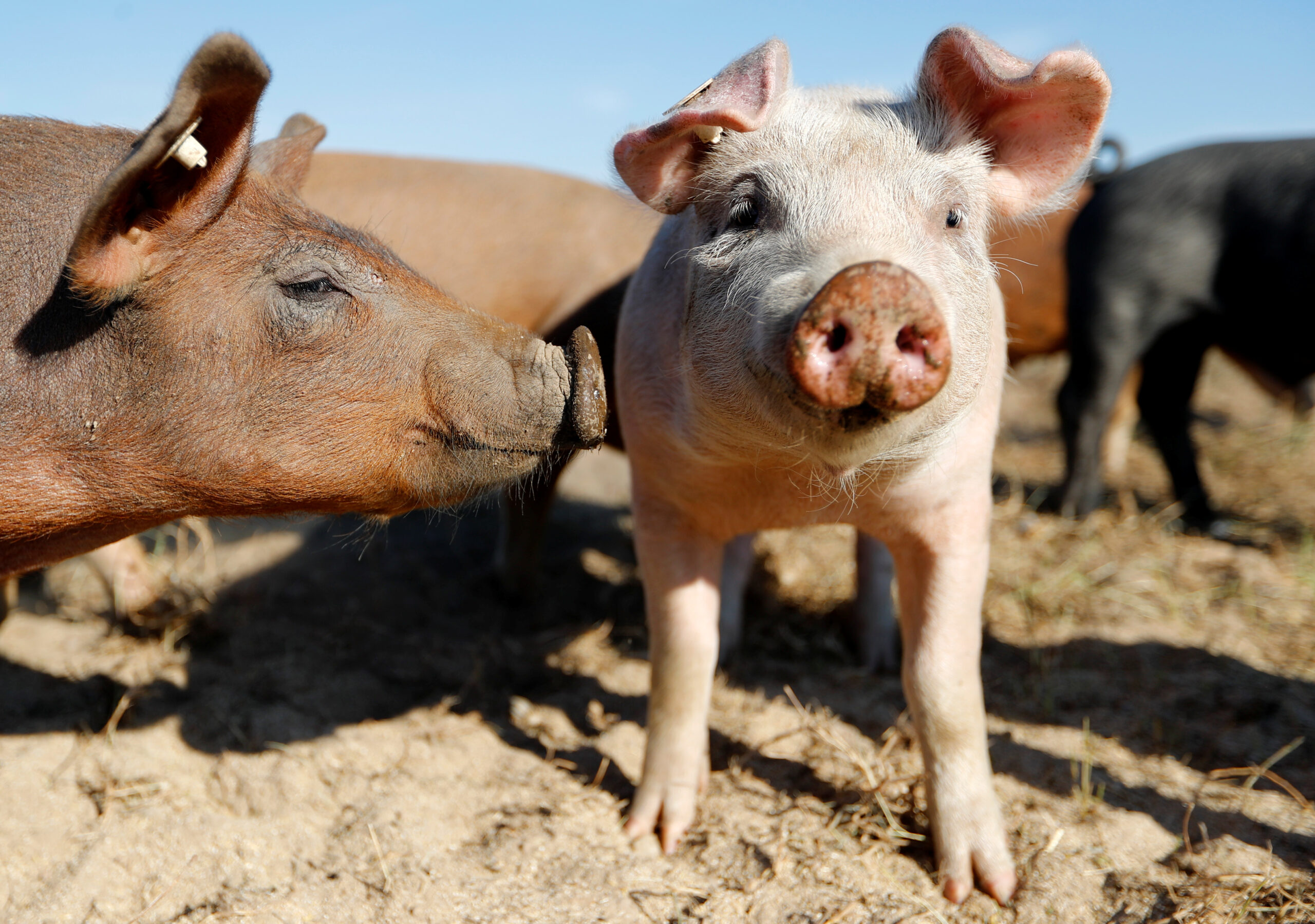 FOTO DE ARCHIVO. Imagen referencial de cerdos en una granja orgánica al aire libre, en Bad Belzig, al sur de Berlín, Alemania. 14 de julio de 2020. REUTERS/Fabrizio Bensch