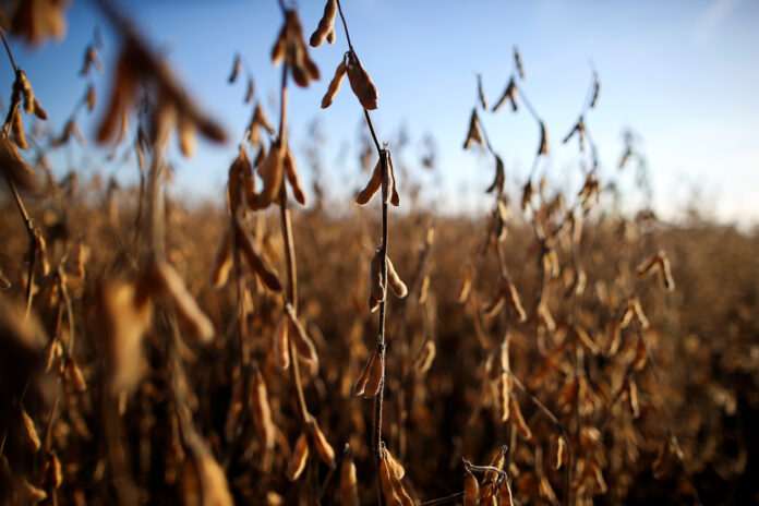 FOTO DE ARCHIVO. Plantas de soja en una finca, en Carlos Casares, Argentina. 16 de abril de 2018. REUTERS/Agustín Marcarián