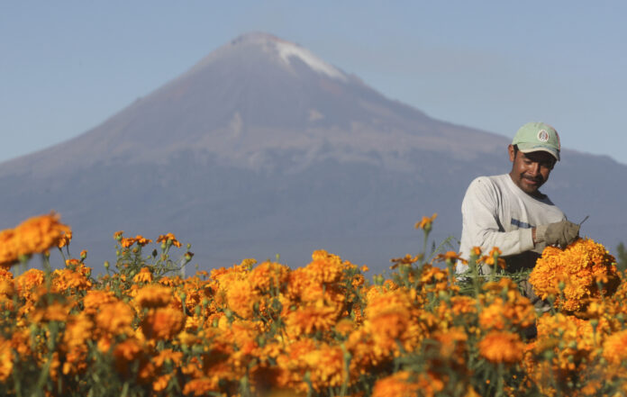 Imagen de archivo. Un trabajador cosecha flor de cempasúchil para usar durante la celebración de Día de Muertos en México. San Pedro Cholula, México. 29 de octubre de 2011. REUTERS/Imelda Medina